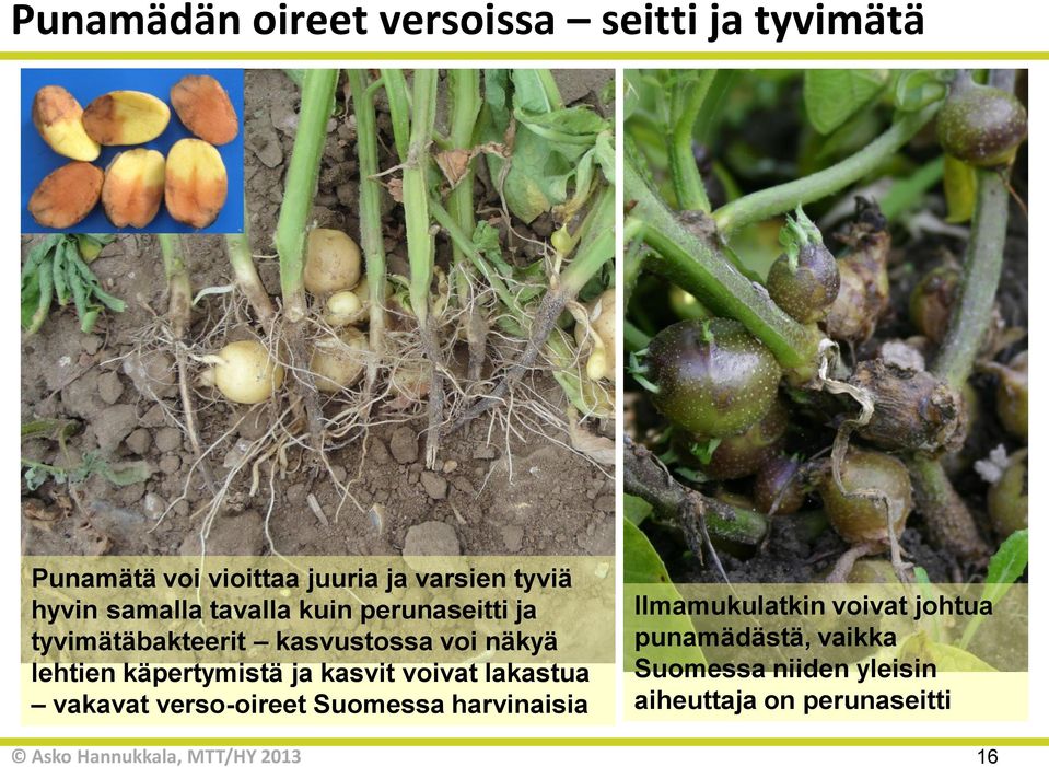 lehtien käpertymistä ja kasvit voivat lakastua vakavat verso-oireet Suomessa harvinaisia