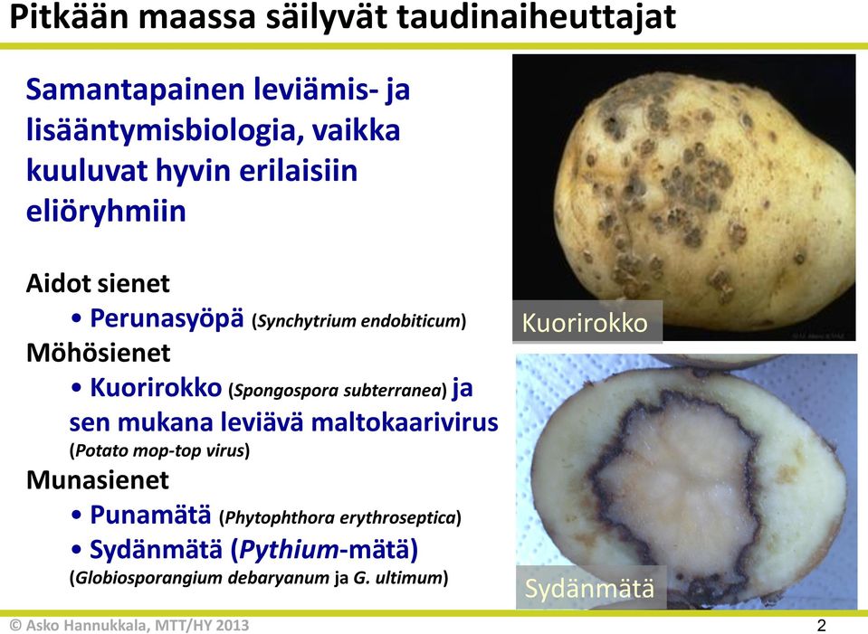 (Spongospora subterranea) ja sen mukana leviävä maltokaarivirus (Potato mop-top virus) Munasienet Punamätä