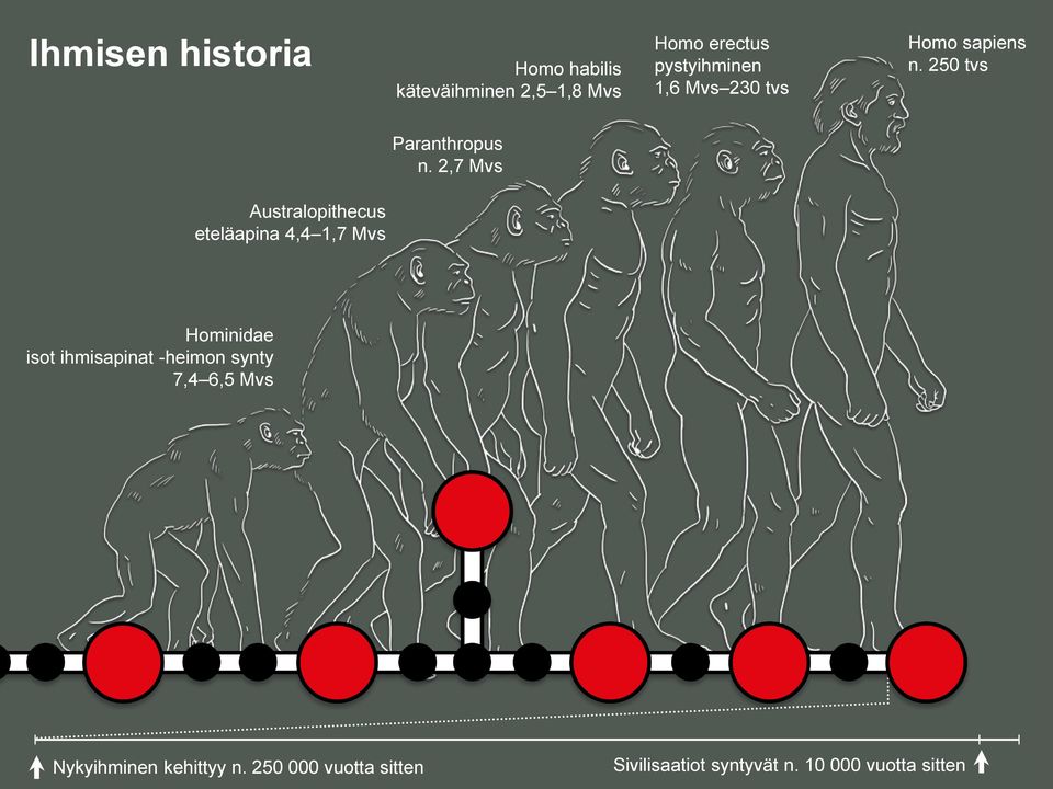 2,7 Mvs Australopithecus eteläapina 4,4 1,7 Mvs Hominidae isot ihmisapinat -heimon