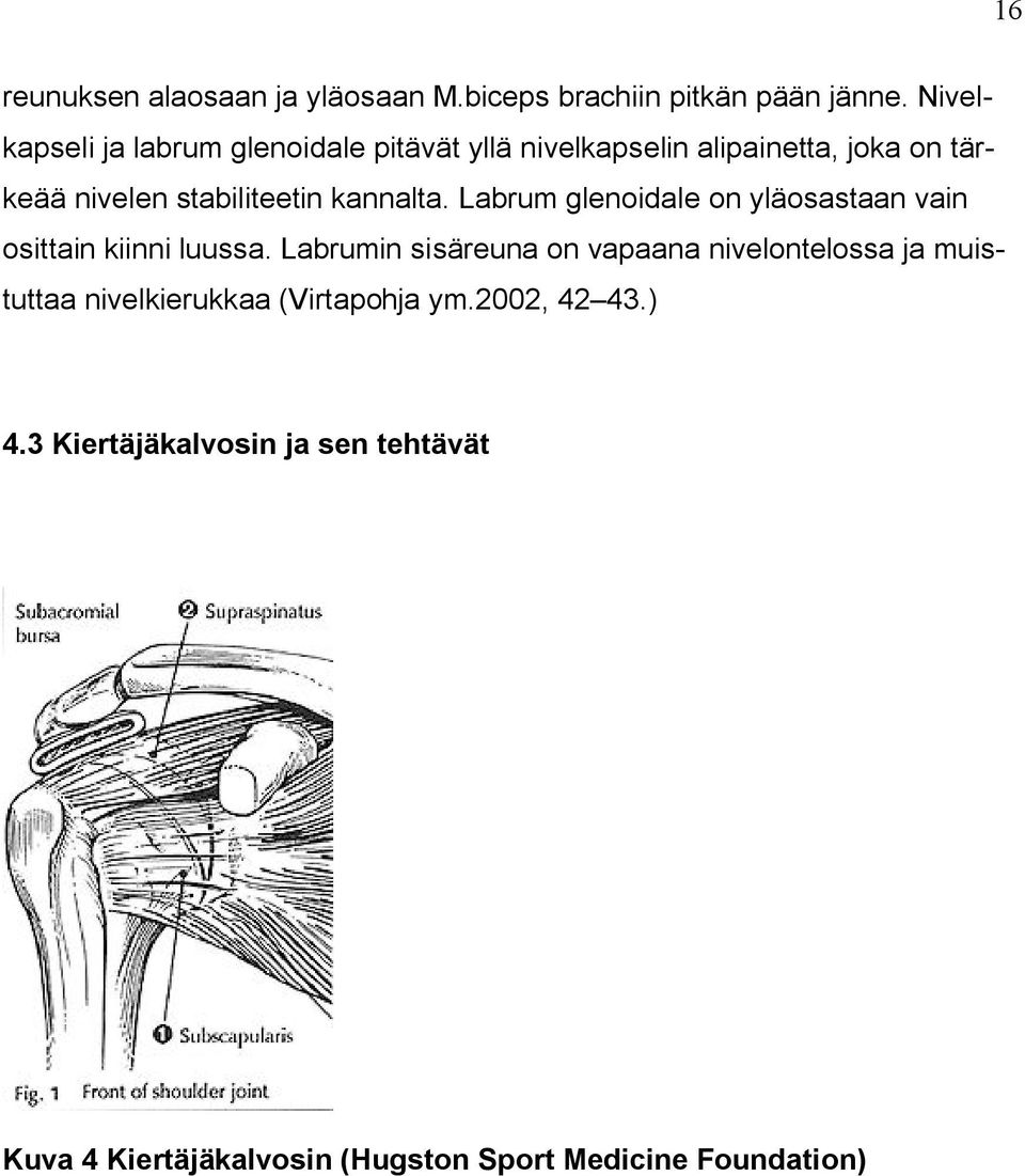 kannalta. Labrum glenoidale on yläosastaan vain osittain kiinni luussa.