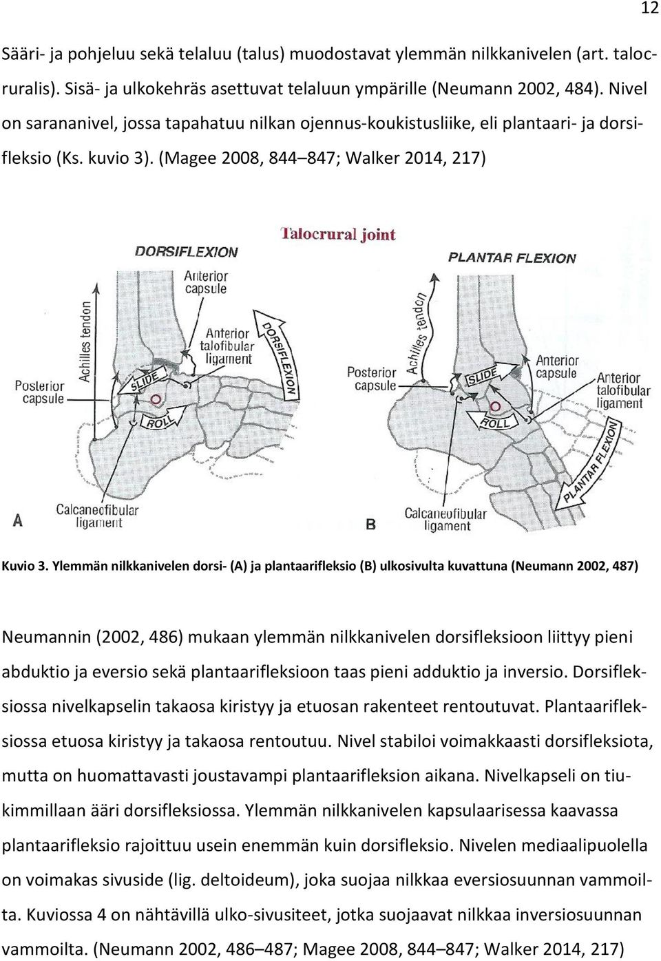 Ylemmän nilkkanivelen dorsi- (A) ja plantaarifleksio (B) ulkosivulta kuvattuna (Neumann 2002, 487) Neumannin (2002, 486) mukaan ylemmän nilkkanivelen dorsifleksioon liittyy pieni abduktio ja eversio