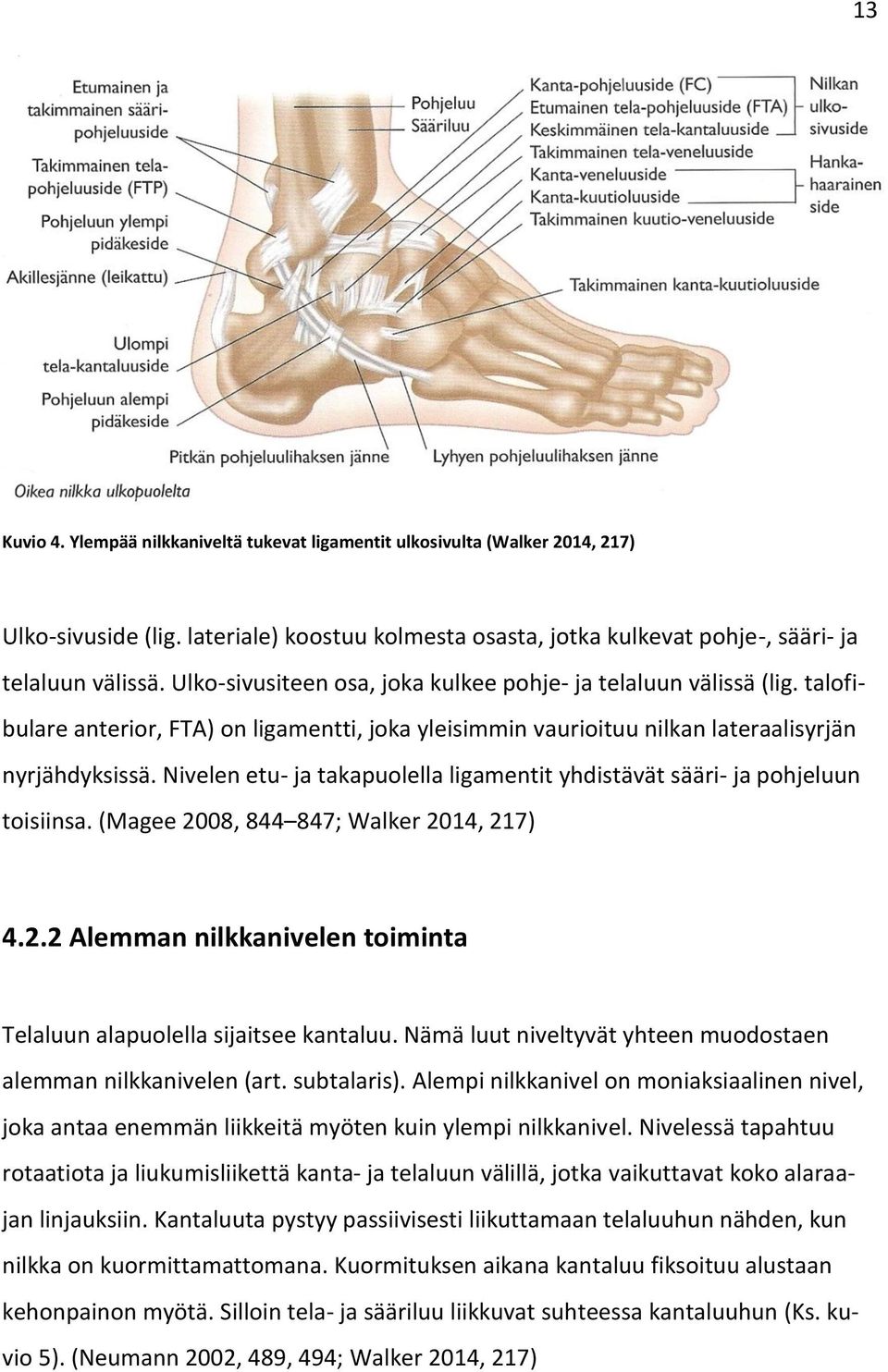 Nivelen etu- ja takapuolella ligamentit yhdistävät sääri- ja pohjeluun toisiinsa. (Magee 2008, 844 847; Walker 2014, 217) 4.2.2 Alemman nilkkanivelen toiminta Telaluun alapuolella sijaitsee kantaluu.