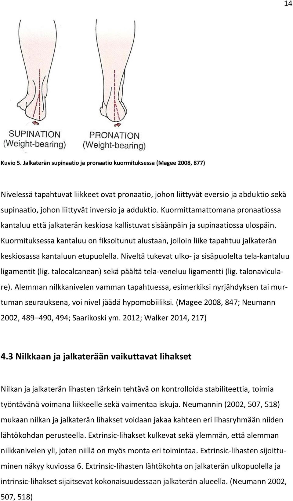 adduktio. Kuormittamattomana pronaatiossa kantaluu että jalkaterän keskiosa kallistuvat sisäänpäin ja supinaatiossa ulospäin.