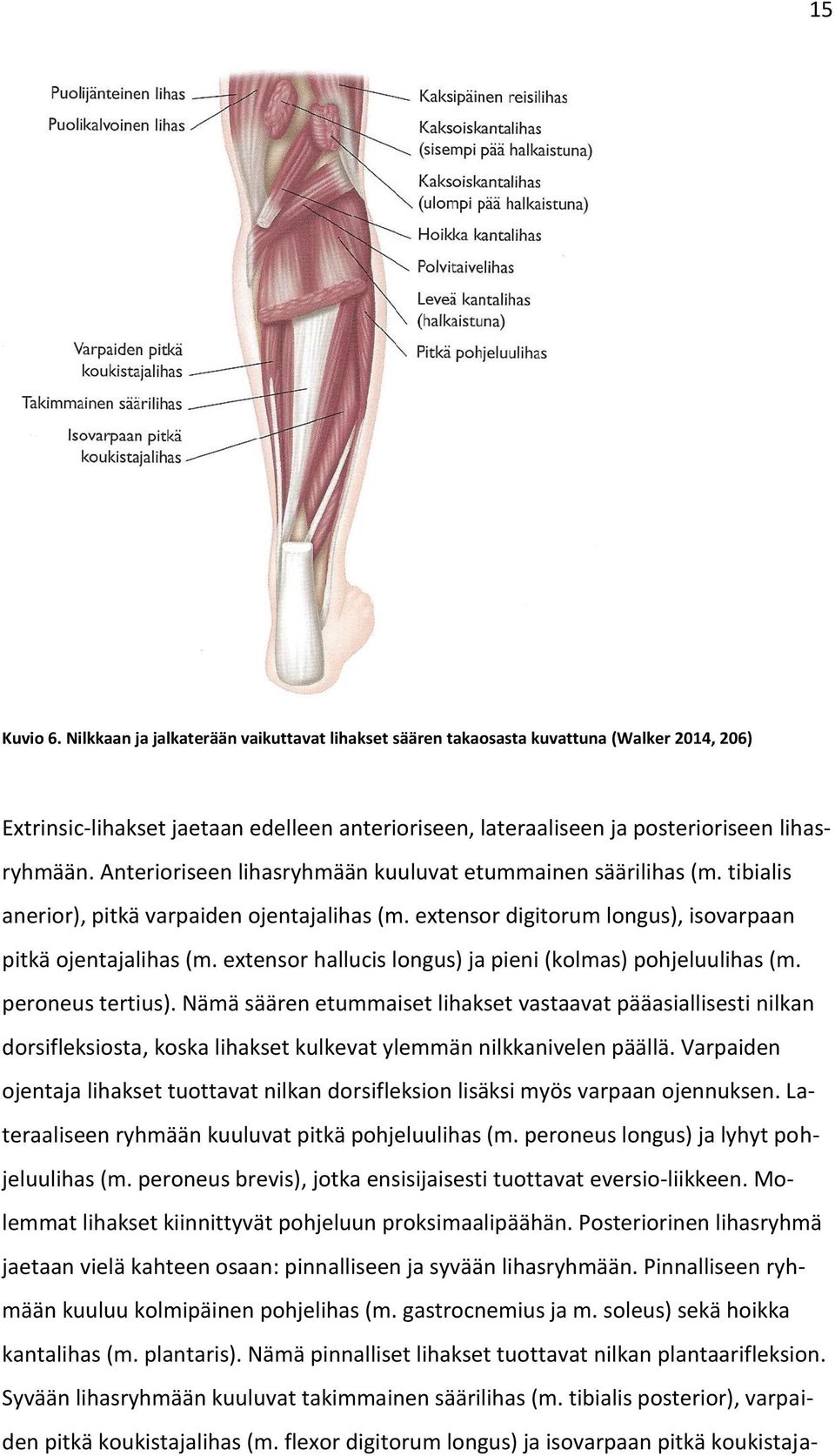 extensor hallucis longus) ja pieni (kolmas) pohjeluulihas (m. peroneus tertius).