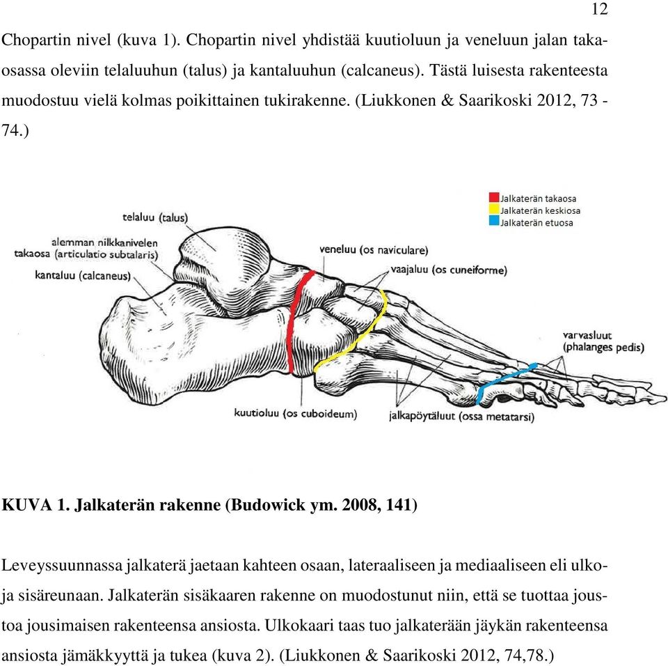 2008, 141) Leveyssuunnassa jalkaterä jaetaan kahteen osaan, lateraaliseen ja mediaaliseen eli ulkoja sisäreunaan.