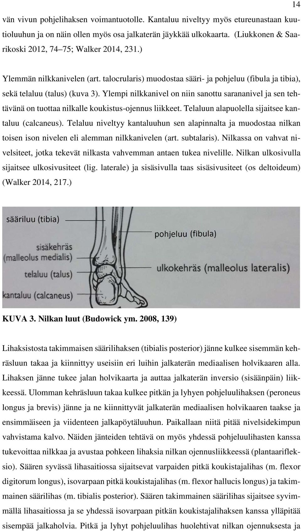 Ylempi nilkkanivel on niin sanottu sarananivel ja sen tehtävänä on tuottaa nilkalle koukistus-ojennus liikkeet. Telaluun alapuolella sijaitsee kantaluu (calcaneus).