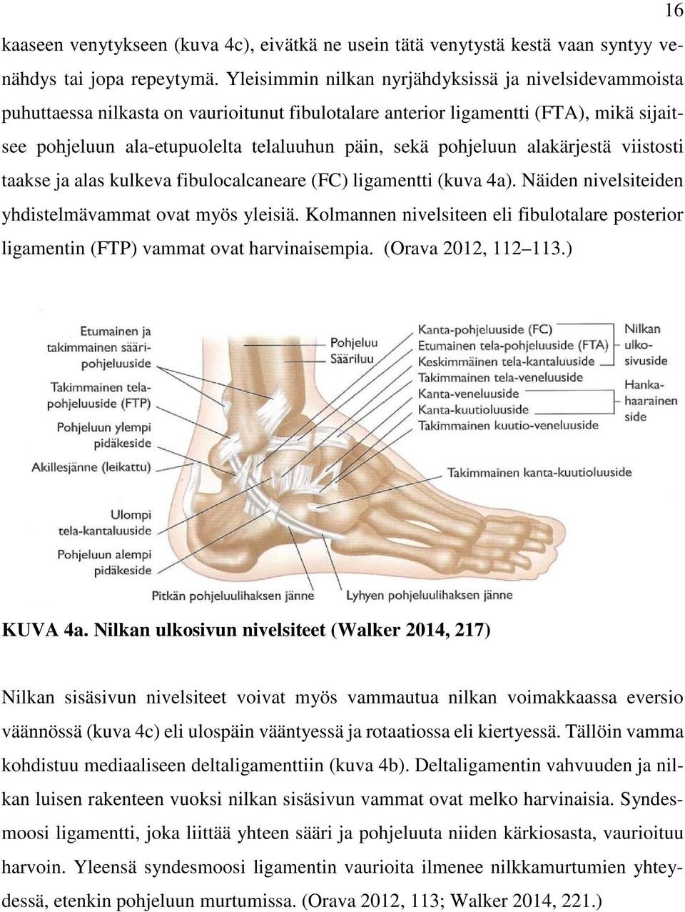 pohjeluun alakärjestä viistosti taakse ja alas kulkeva fibulocalcaneare (FC) ligamentti (kuva 4a). Näiden nivelsiteiden yhdistelmävammat ovat myös yleisiä.