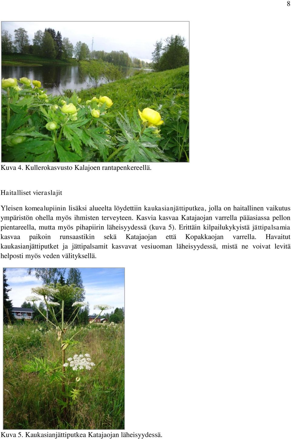 terveyteen. Kasvia kasvaa Katajaojan varrella pääasiassa pellon pientareella, mutta myös pihapiirin läheisyydessä (kuva 5).