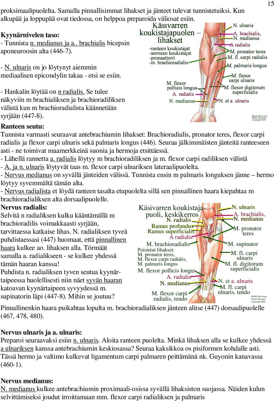 - Hankalin löytää on n radialis. Se tulee näkyviin m brachialiksen ja brachioradiliksen välistä kun m brachioradialista käännetään syrjään (447-8).