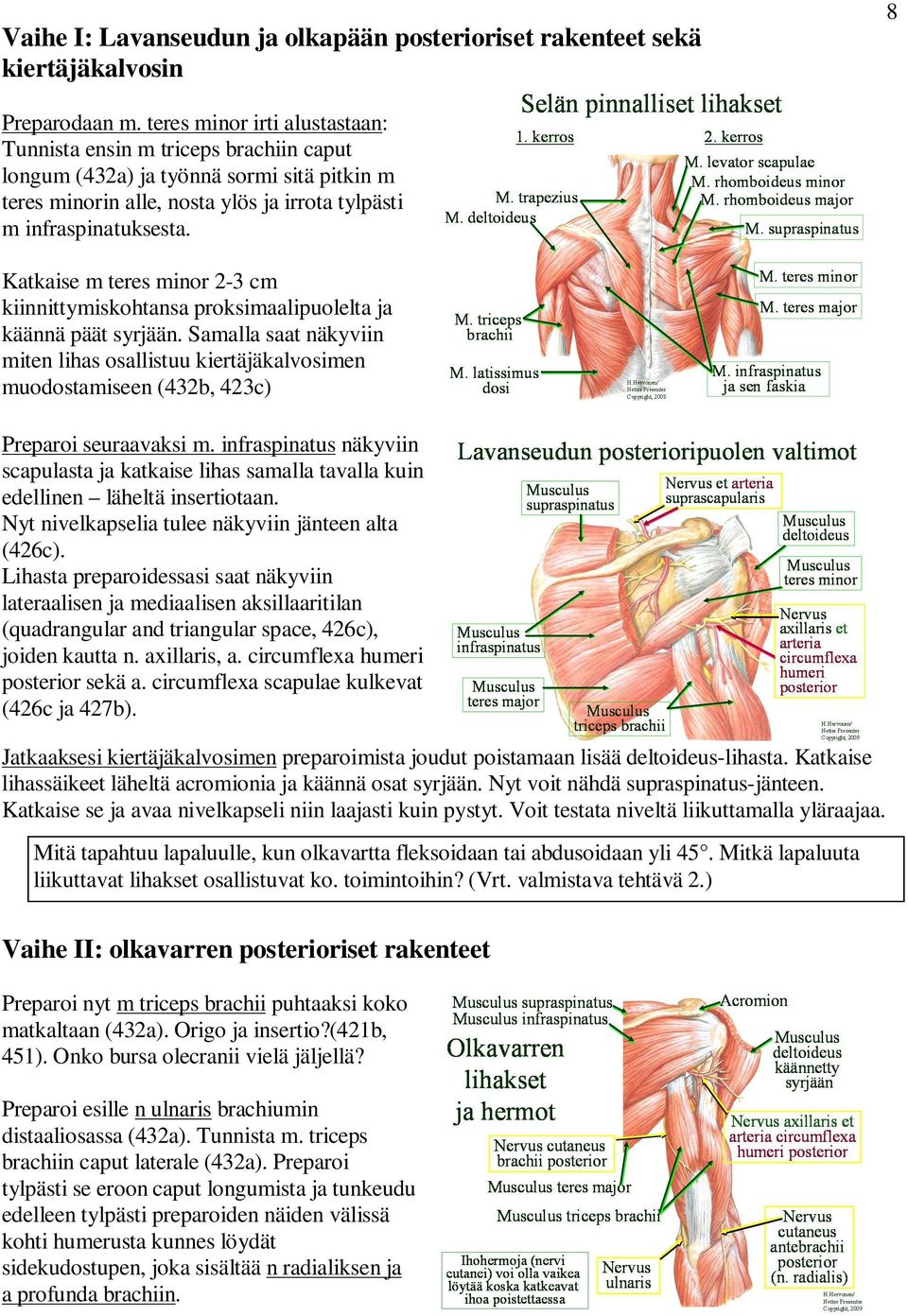 Katkaise m teres minor 2-3 cm kiinnittymiskohtansa proksimaalipuolelta ja käännä päät syrjään.