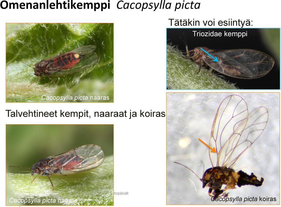 picta naaras Talvehtineet kempit, naaraat ja