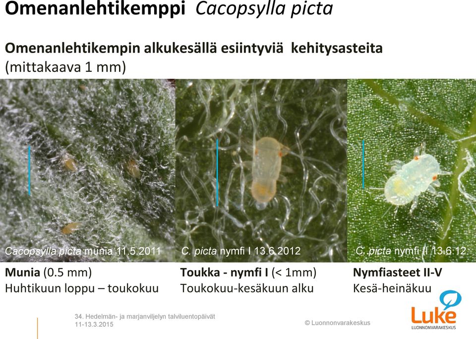 picta nymfi I 13.6.2012 C. picta nymfi II 13.6.12 Munia (0.