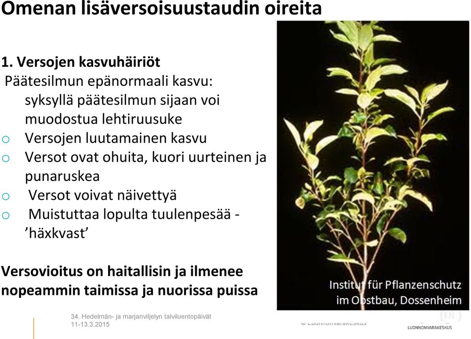 muodostua lehtiruusuke o o Versojen luutamainen kasvu Versot ovat ohuita, kuori uurteinen ja