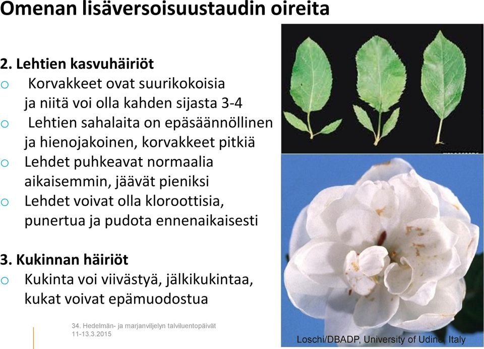 epäsäännöllinen ja hienojakoinen, korvakkeet pitkiä o Lehdet puhkeavat normaalia aikaisemmin, jäävät pieniksi o Lehdet