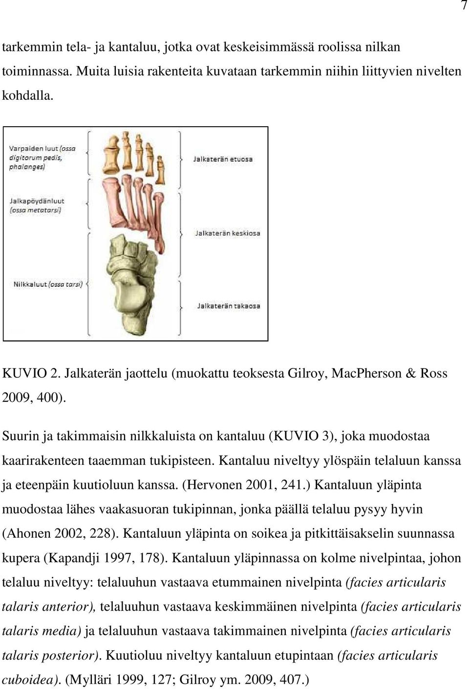 Kantaluu niveltyy ylöspäin telaluun kanssa ja eteenpäin kuutioluun kanssa. (Hervonen 2001, 241.