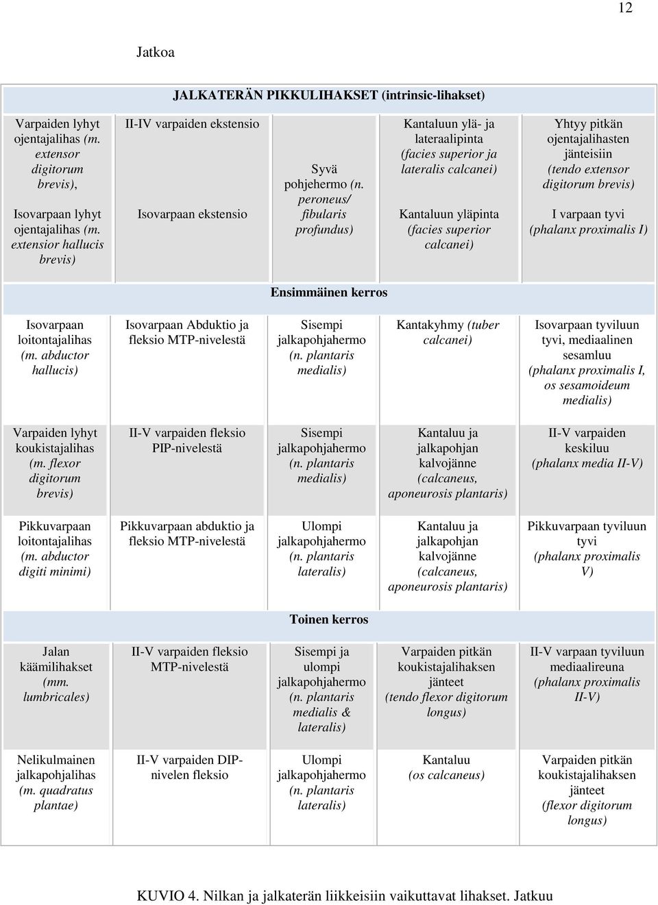 peroneus/ fibularis profundus) Kantaluun ylä- ja lateraalipinta (facies superior ja lateralis calcanei) Kantaluun yläpinta (facies superior calcanei) Yhtyy pitkän ojentajalihasten jänteisiin (tendo