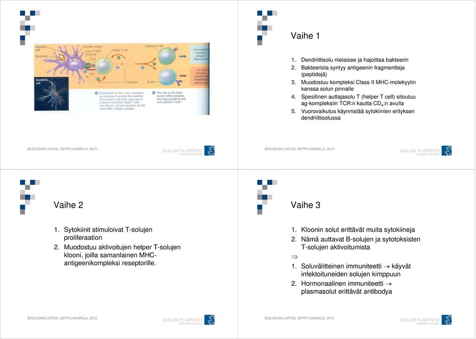 Sytokiinit stimuloivat T-solujen proliferaation 2. Muodostuu aktivoitujen helper T-solujen klooni, joilla samanlainen MHCantigeenikompleksi reseptorille. 1.