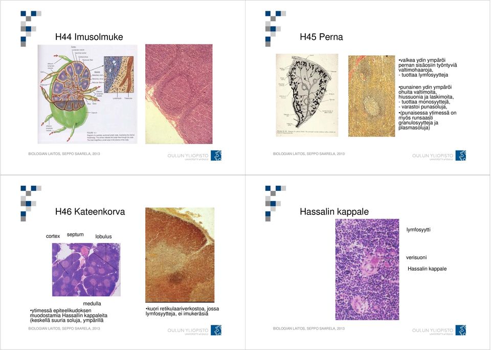 granulosyytteja ja plasmasoluja) H46 Kateenkorva Hassalin kappale cortex septum lobulus lymfosyytti verisuoni Hassalin kappale medulla