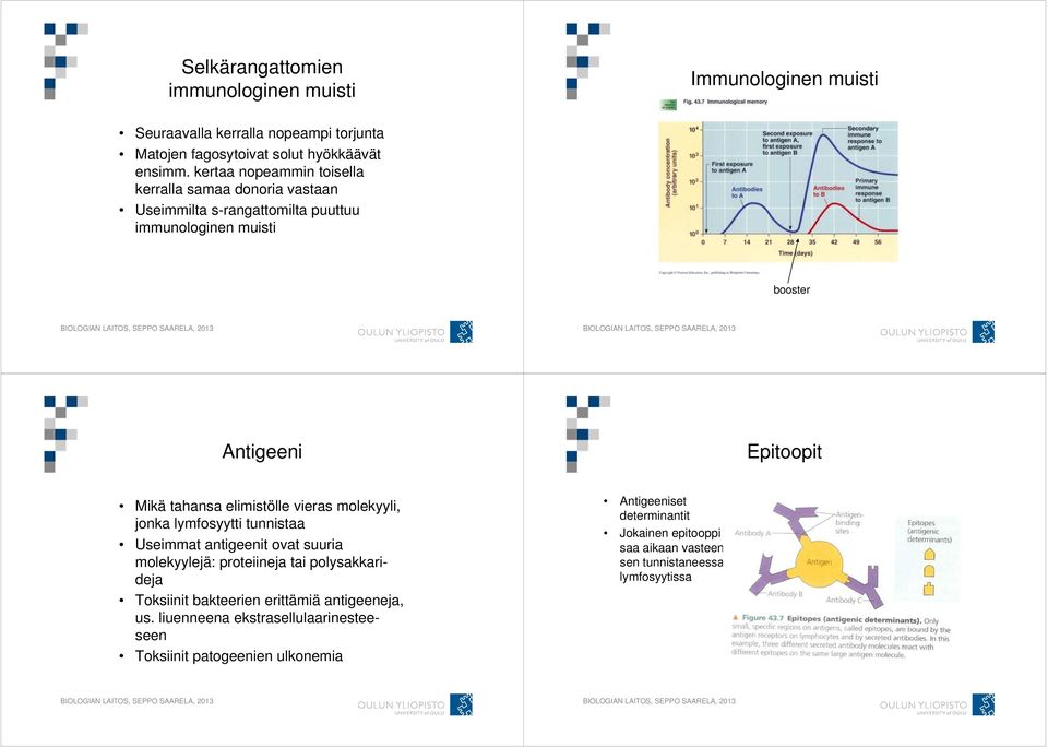 elimistölle vieras molekyyli, jonka lymfosyytti tunnistaa Useimmat antigeenit ovat suuria molekyylejä: proteiineja tai polysakkarideja Toksiinit bakteerien