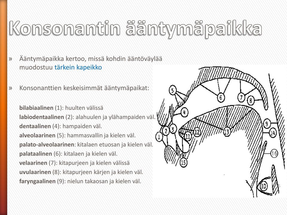 alveolaarinen (5): hammasvallin ja kielen väl. palato-alveolaarinen: kitalaen etuosan ja kielen väl.