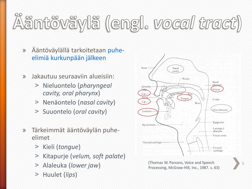 Tärkeimmät ääntöväylän puheelimet Kieli (tongue) Kitapurje (velum, soft palate) Alaleuka (lower