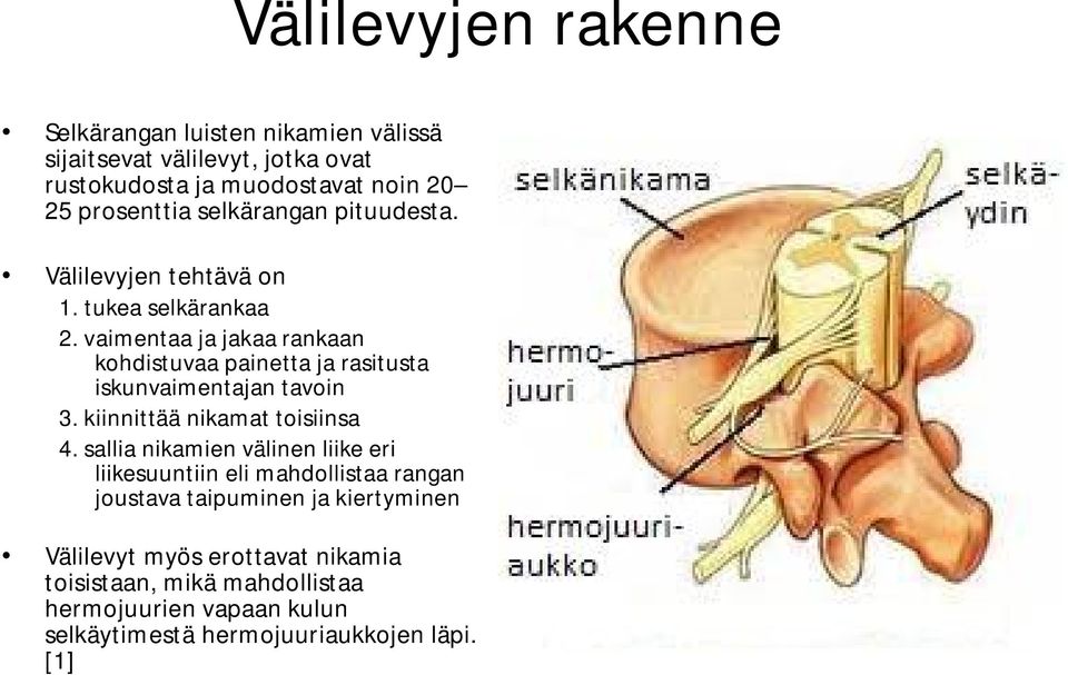 vaimentaa ja jakaa rankaan kohdistuvaa painetta ja rasitusta iskunvaimentajan tavoin 3. kiinnittää nikamat toisiinsa 4.