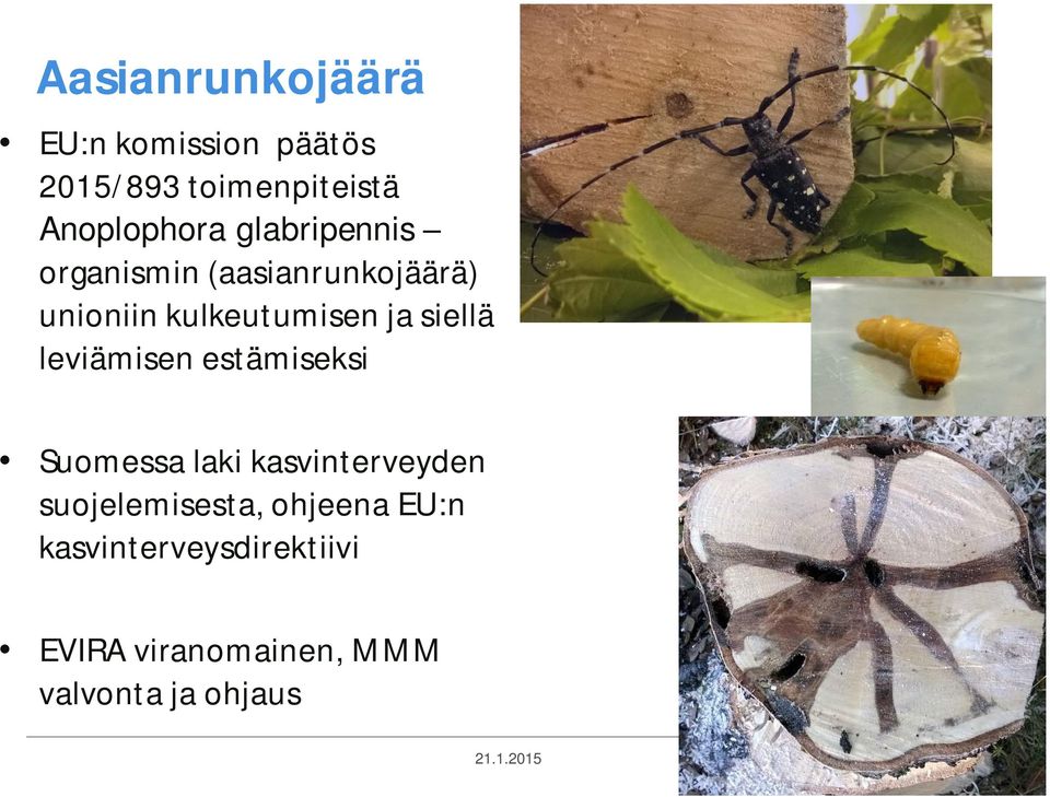 leviämisen estämiseksi Suomessa laki kasvinterveyden suojelemisesta, ohjeena