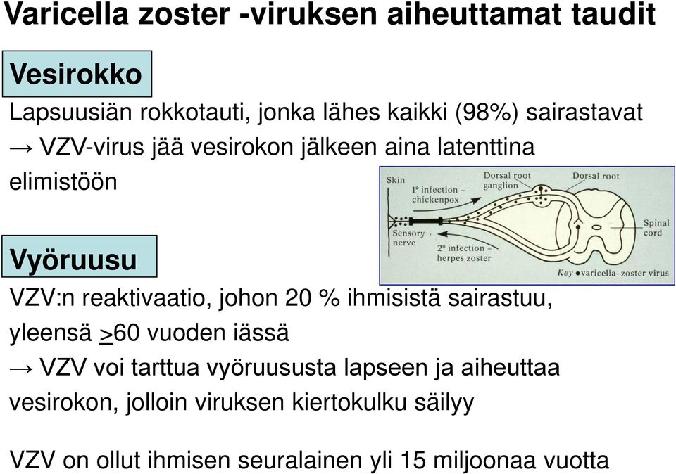 johon 20 % ihmisistä sairastuu, yleensä >60 vuoden iässä VZV voi tarttua vyöruususta lapseen ja