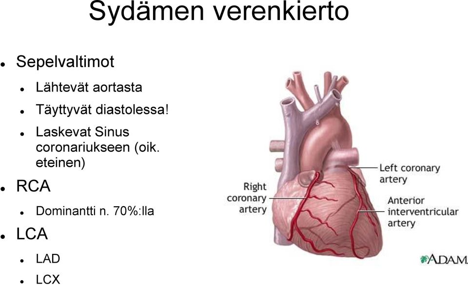 Laskevat Sinus coronariukseen (oik.