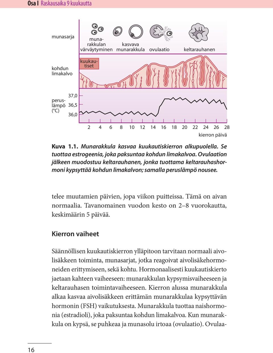 Ovulaation jälkeen muodostuu keltarauhanen, jonka tuottama keltarauhashormoni kypsyttää kohdun limakalvon; samalla peruslämpö nousee. telee muutamien päivien, jopa viikon puitteissa.