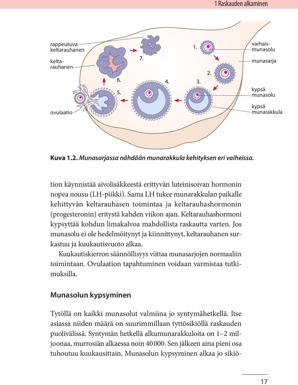 Munasolun kypsyminen alkaa jo sikiö- keltarauhanen varhaismunasolu munasarja kypsä munasolu ovulaatio kypsä munarakkula Kuva 1.2. Munasarjassa nähdään munarakkula kehityksen eri vaiheissa.