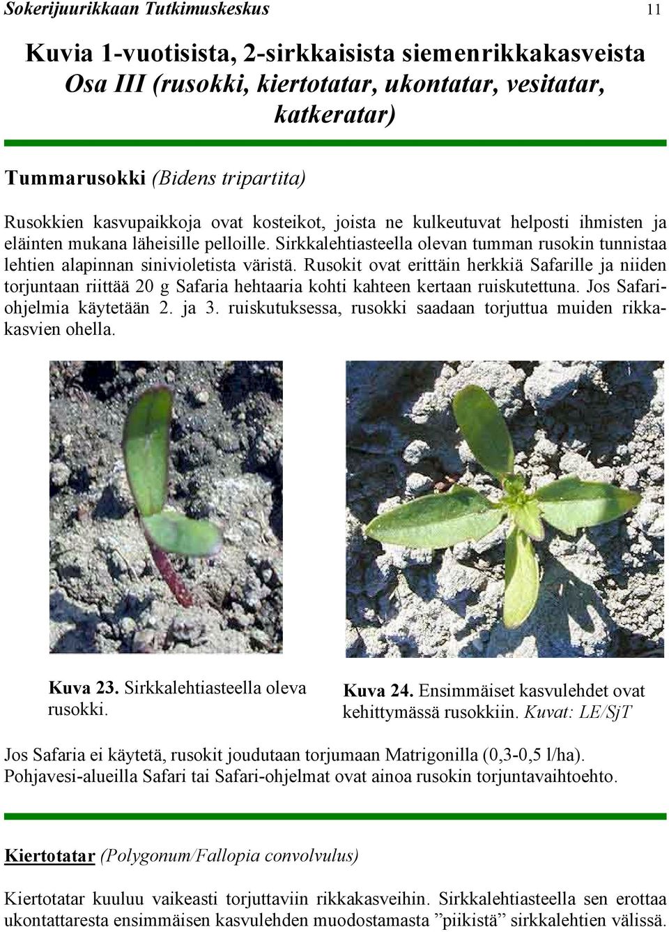 Sirkkalehtiasteella olevan tumman rusokin tunnistaa lehtien alapinnan sinivioletista väristä.