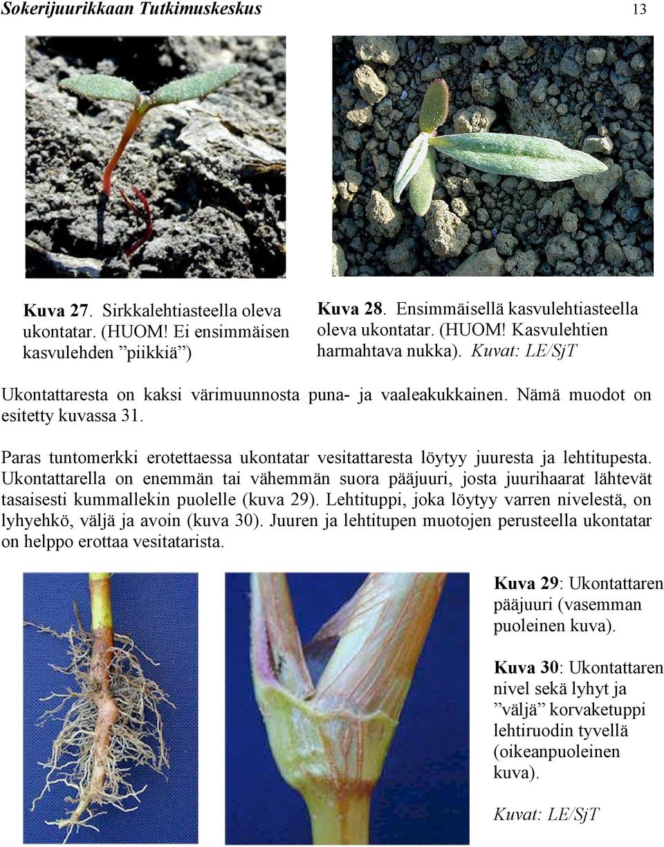 Paras tuntomerkki erotettaessa ukontatar vesitattaresta löytyy juuresta ja lehtitupesta.
