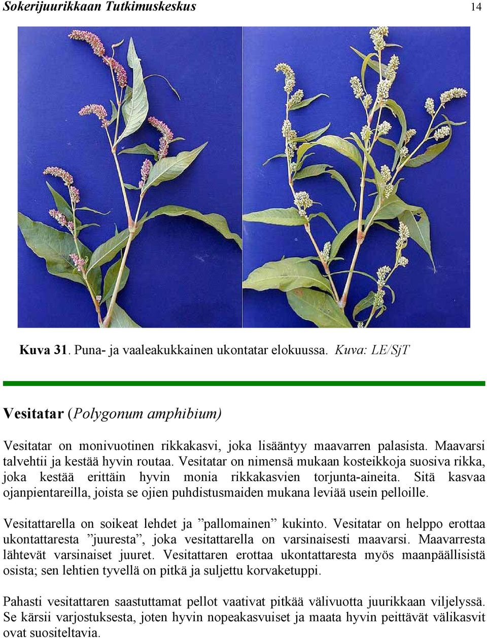 Vesitatar on nimensä mukaan kosteikkoja suosiva rikka, joka kestää erittäin hyvin monia rikkakasvien torjunta-aineita.
