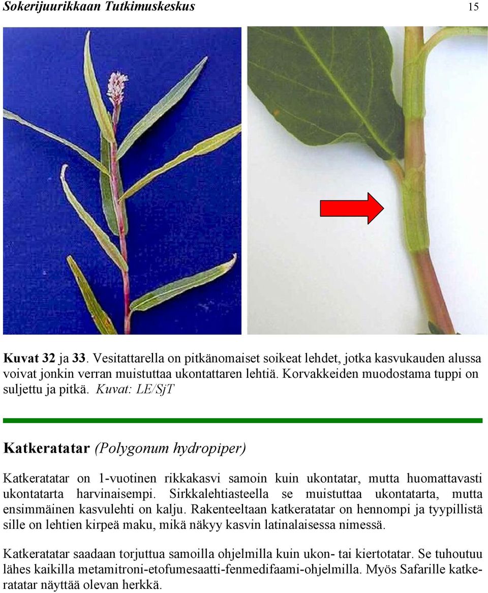 Kuvat: LE/SjT Katkeratatar (Polygonum hydropiper) Katkeratatar on 1-vuotinen rikkakasvi samoin kuin ukontatar, mutta huomattavasti ukontatarta harvinaisempi.