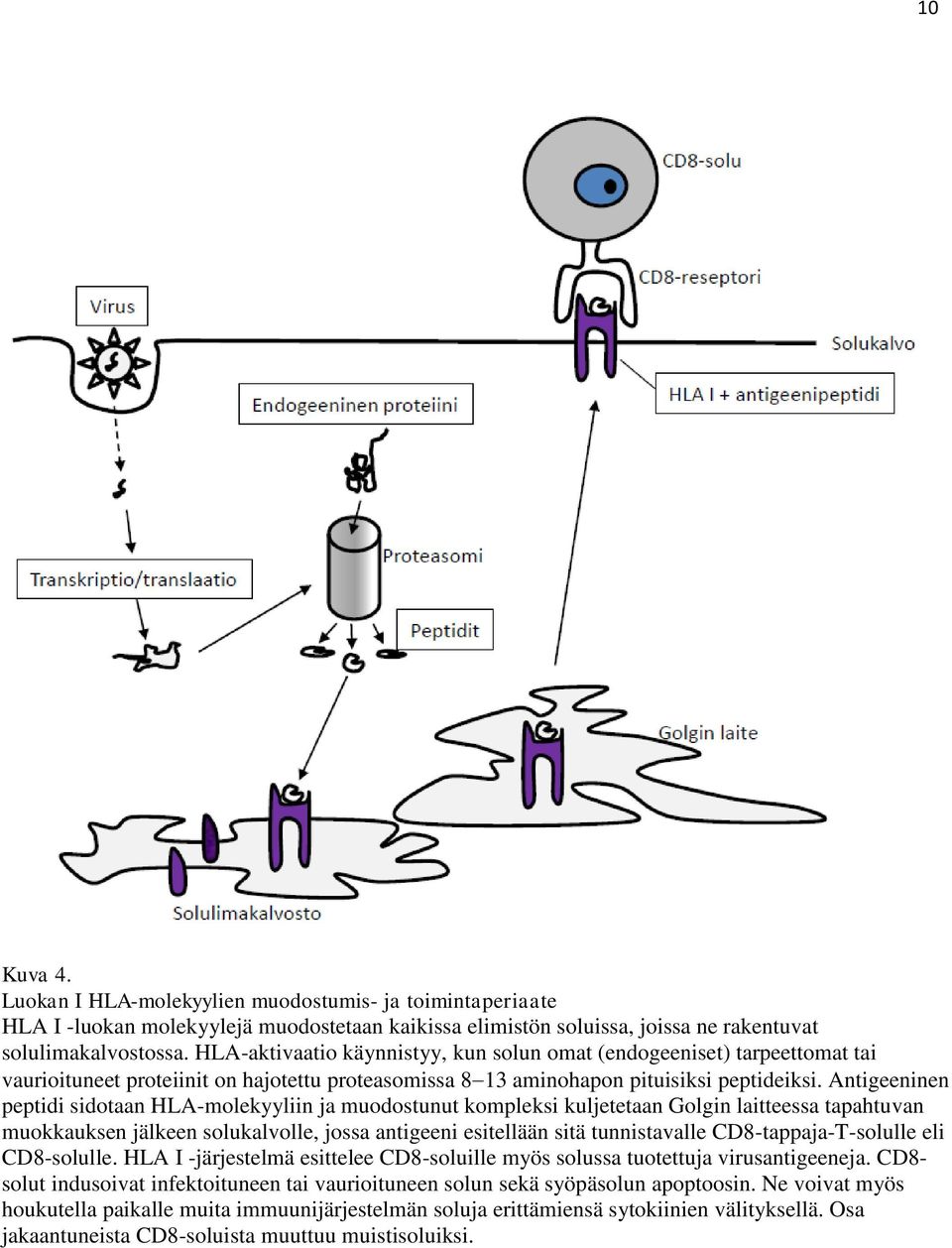 Antigeeninen peptidi sidotaan HLA-molekyyliin ja muodostunut kompleksi kuljetetaan Golgin laitteessa tapahtuvan muokkauksen jälkeen solukalvolle, jossa antigeeni esitellään sitä tunnistavalle