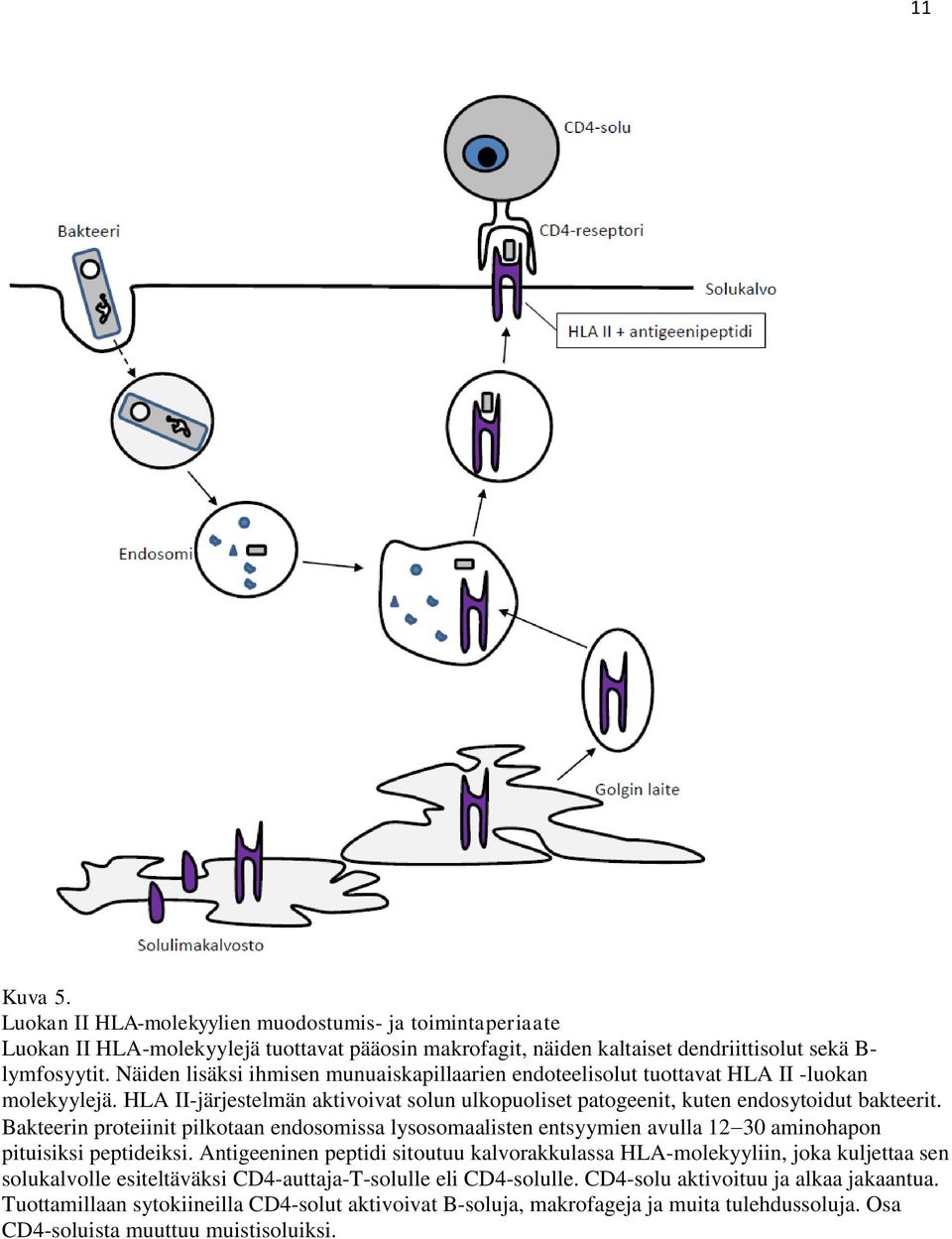Bakteerin proteiinit pilkotaan endosomissa lysosomaalisten entsyymien avulla 130 aminohapon pituisiksi peptideiksi.