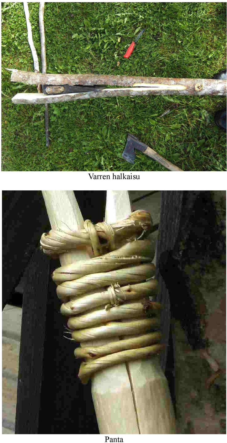 Panta
