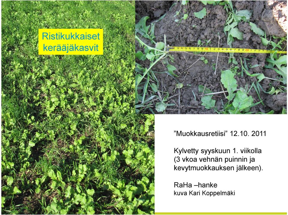 2011 Kylvetty syyskuun 1.