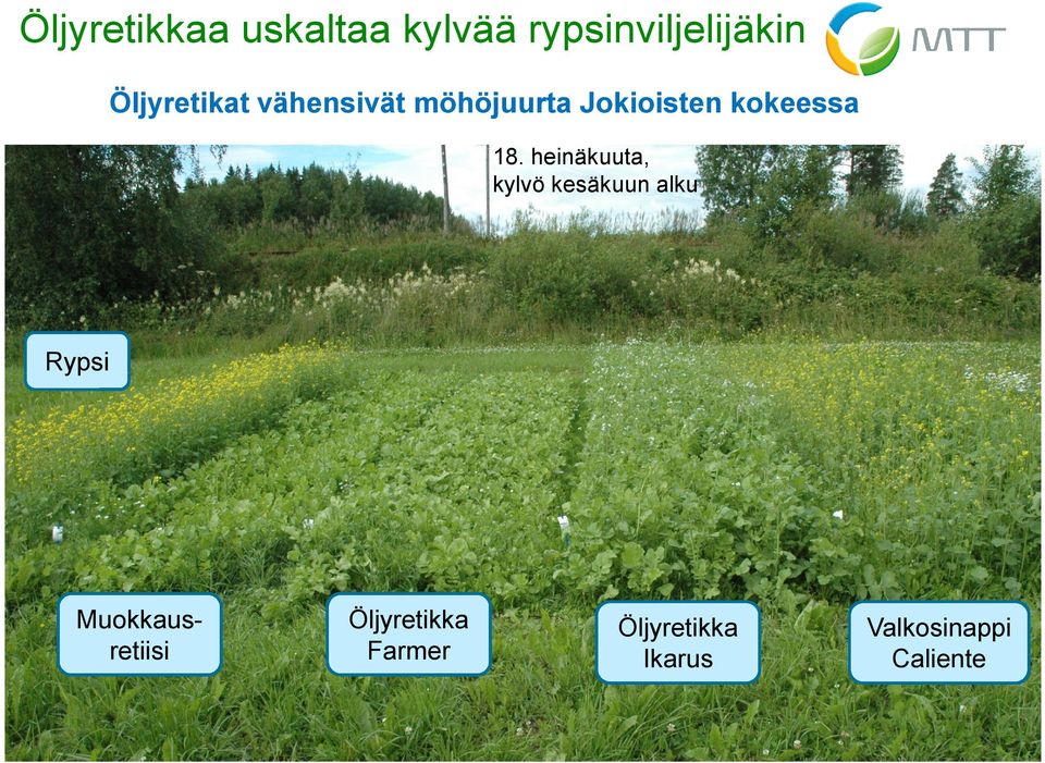 18. heinäkuuta, kylvö kesäkuun alku Rypsi