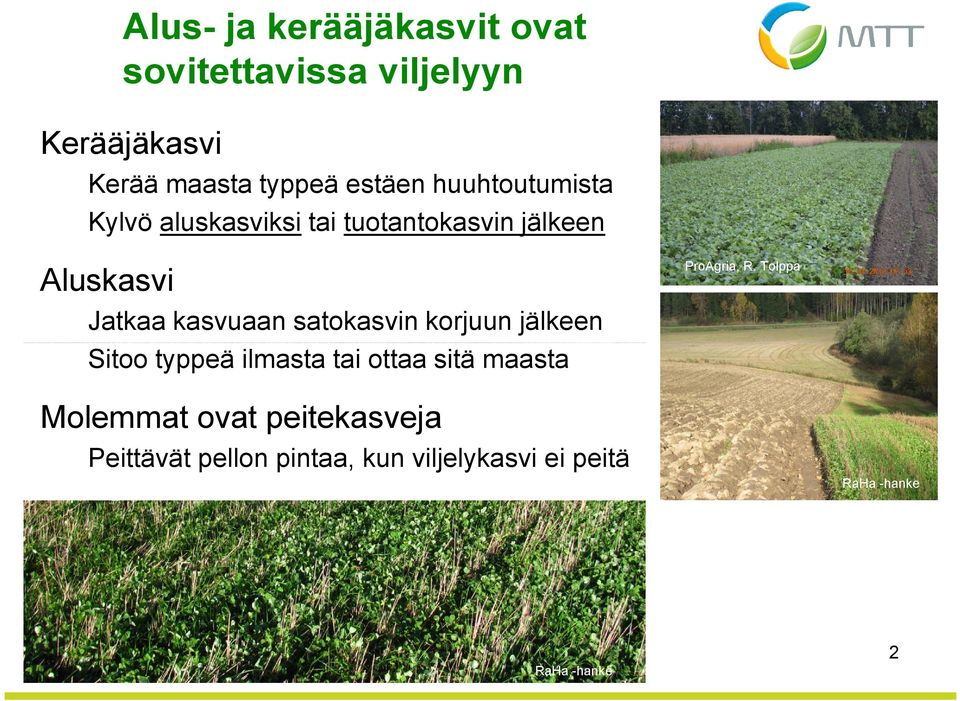 Tolppa Aluskasvi Jatkaa kasvuaan satokasvin korjuun jälkeen Sitoo typpeä ilmasta tai ottaa