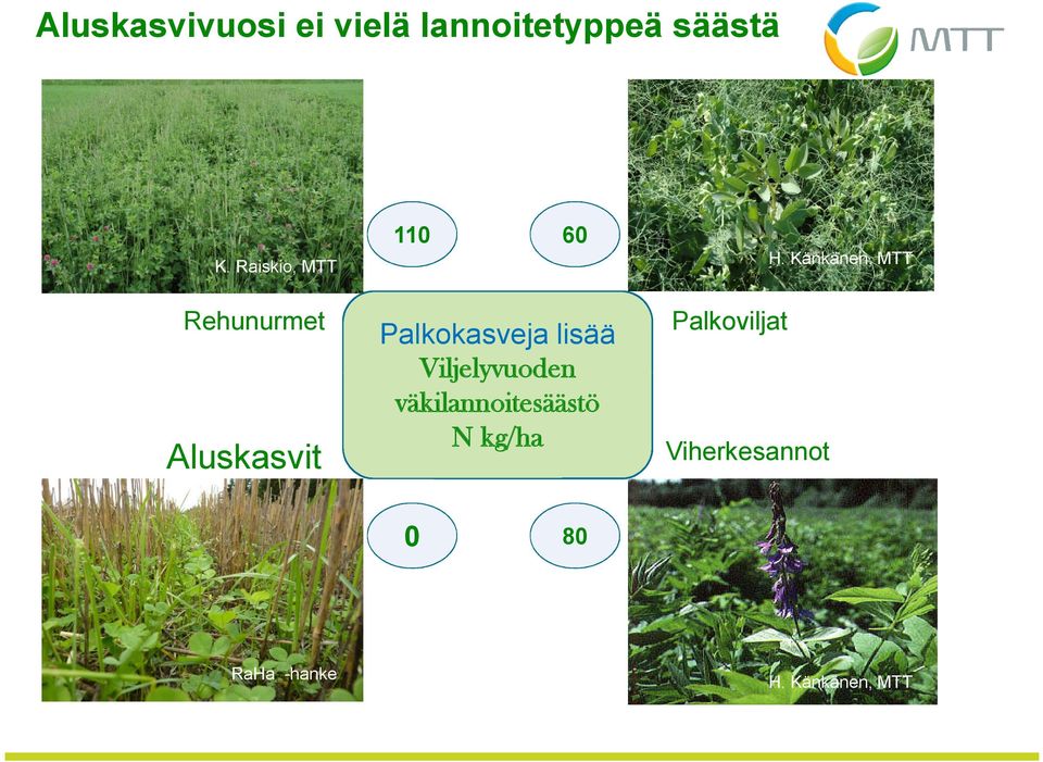 Raiskio, MTT Rehunurmet Aluskasvit Palkokasveja lisää