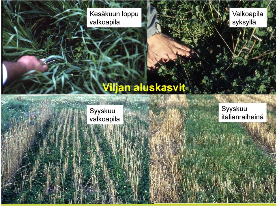 aluskasvit Syyskuu