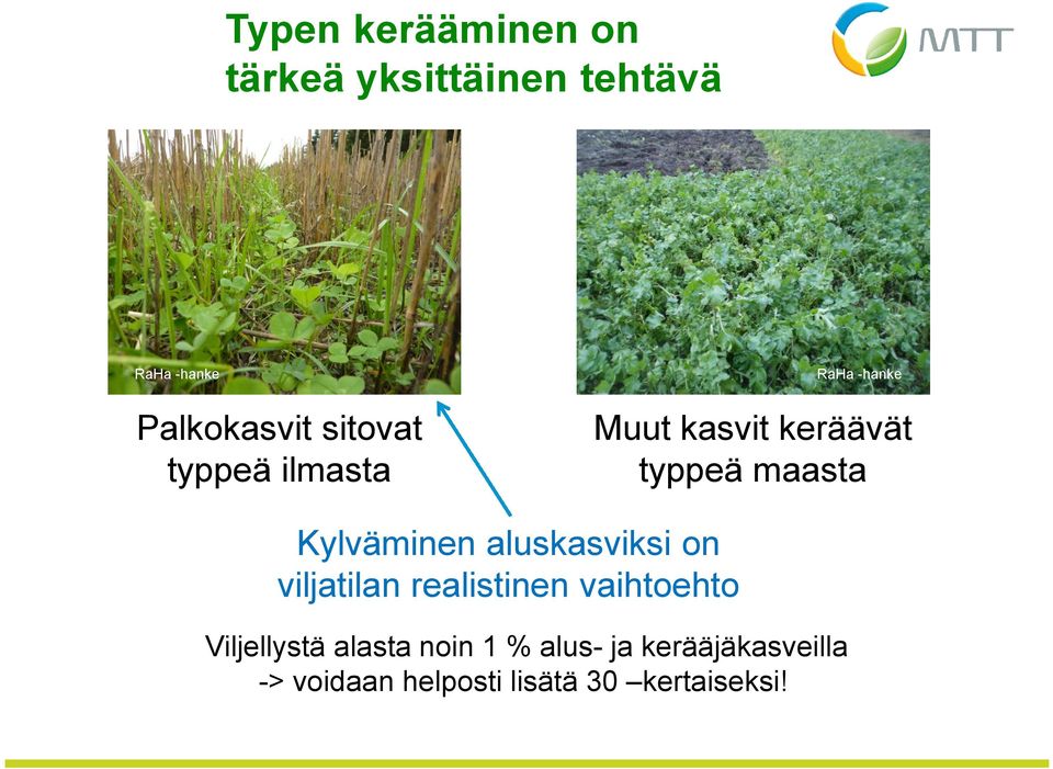 Kylväminen aluskasviksi on viljatilan realistinen vaihtoehto Viljellystä