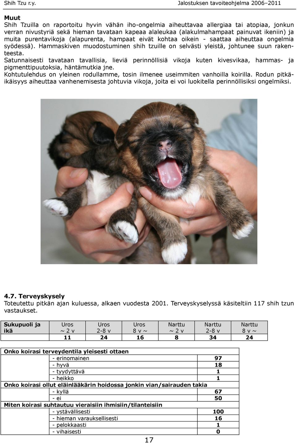 Hammaskiven muodostuminen shih tzuille on selvästi yleistä, johtunee suun rakenteesta.