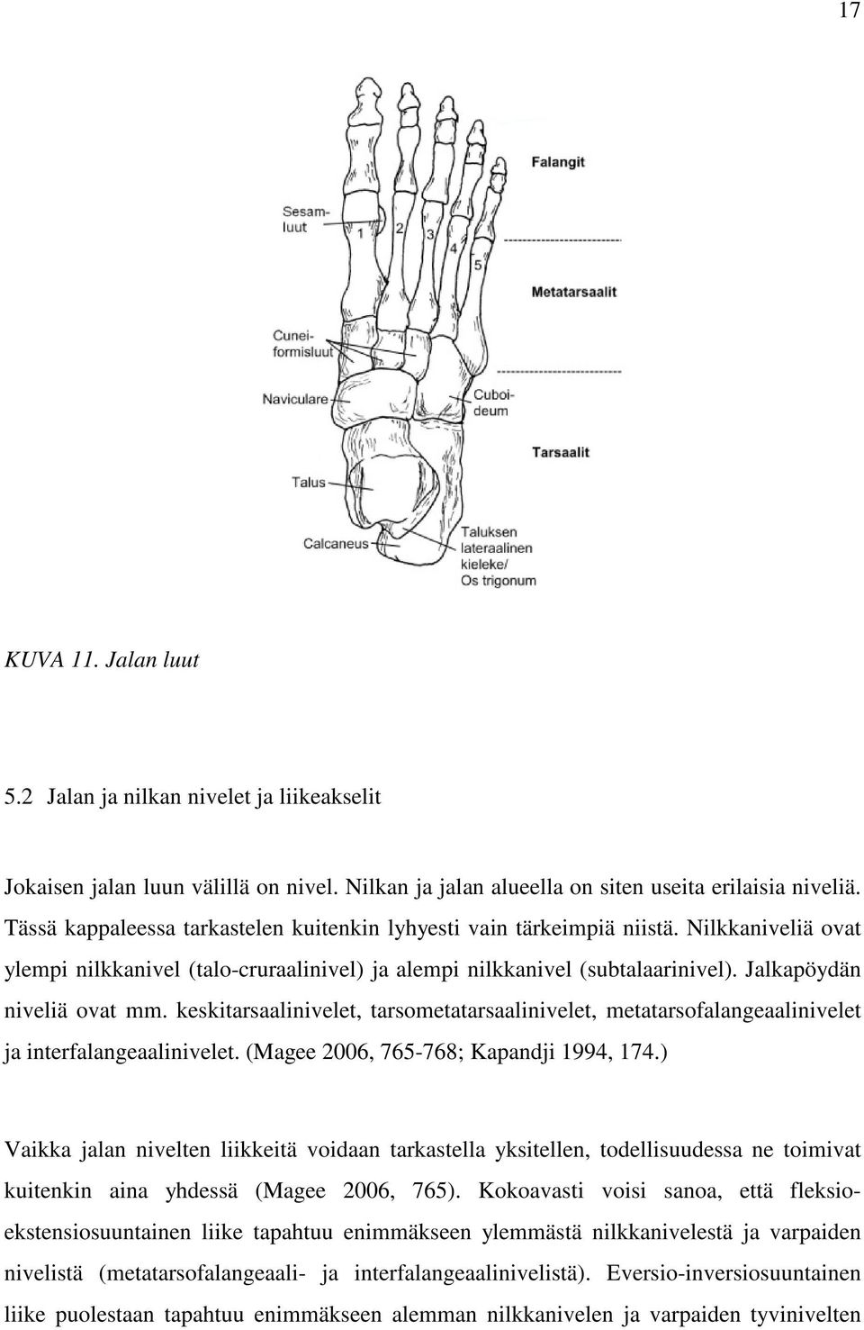 Jalkapöydän niveliä ovat mm. keskitarsaalinivelet, tarsometatarsaalinivelet, metatarsofalangeaalinivelet ja interfalangeaalinivelet. (Magee 2006, 765-768; Kapandji 1994, 174.