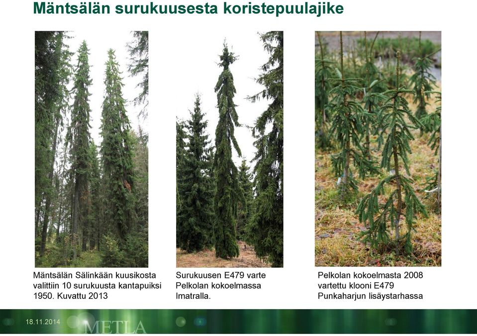 Kuvattu 2013 Surukuusen E479 varte Pelkolan kokoelmassa