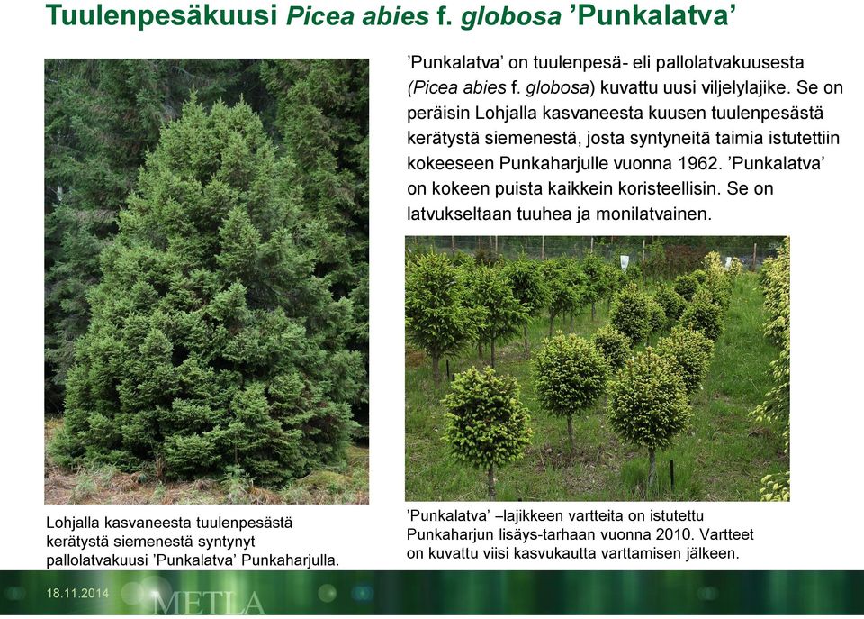 Punkalatva on kokeen puista kaikkein koristeellisin. Se on latvukseltaan tuuhea ja monilatvainen.