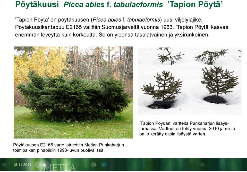 Se on yleensä tasalatvainen ja yksirunkoinen.