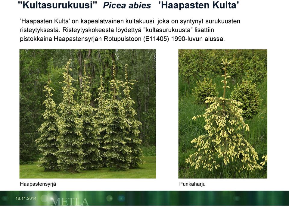 Risteytyskokeesta löydettyä kultasurukuusta lisättiin pistokkaina